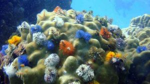 colorful image of coral ecosystem