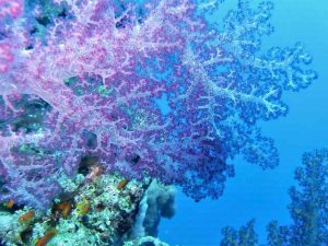 image of dying underwater coral